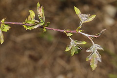 Podosphaera clandestina