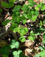 Aquilegia canadensis