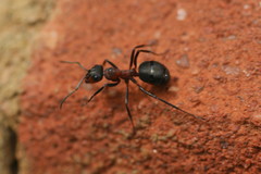 Formica polyctena × rufa