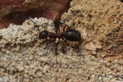 Formica polyctena × rufa
