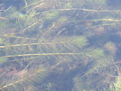 Myriophyllum quitense