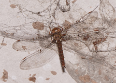 Neurocordulia molesta