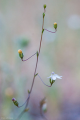 Nemacladus secundiflorus