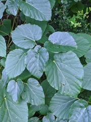 Vernicia fordii