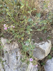 Mirabilis multiflora