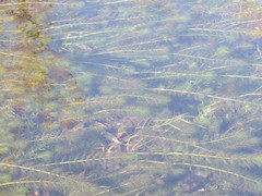 Myriophyllum quitense