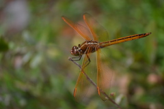 Libellula auripennis