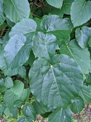 Vernicia fordii