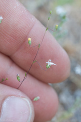 Nemacladus secundiflorus