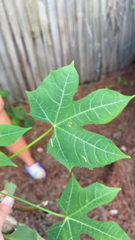 Cnidoscolus aconitifolius