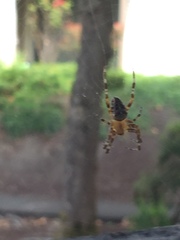 Araneus nordmanni