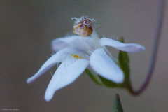 Nemacladus secundiflorus