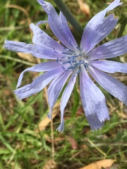 Cichorium intybus