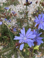 Cichorium intybus