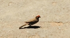 Haemorhous mexicanus