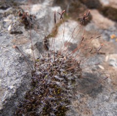 Syntrichia montana
