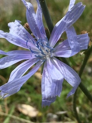 Cichorium intybus