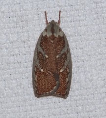 Euchaetis rhizobola