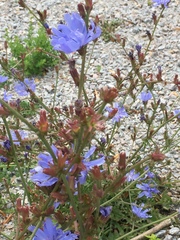 Cichorium intybus