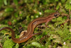 Eurycea multiplicata