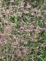 Agrostis capillaris