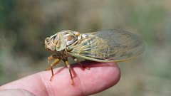 Megatibicen tremulus