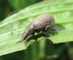 Attactagenus plumbeus