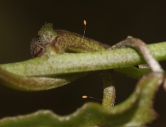 Bactericera maculipennis