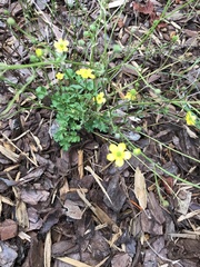 Ranunculus carolinianus