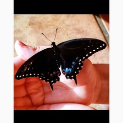 Papilio polyxenes