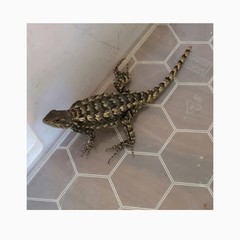 Sceloporus olivaceus