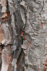 Formica polyctena × rufa
