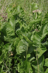 Meerrettich (Armoracia rusticana): Herkunft und Verwendung — Foto 2
