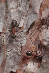 Formica polyctena × rufa