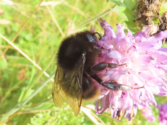 Bombus ruderarius