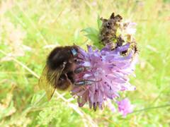 Bombus ruderarius