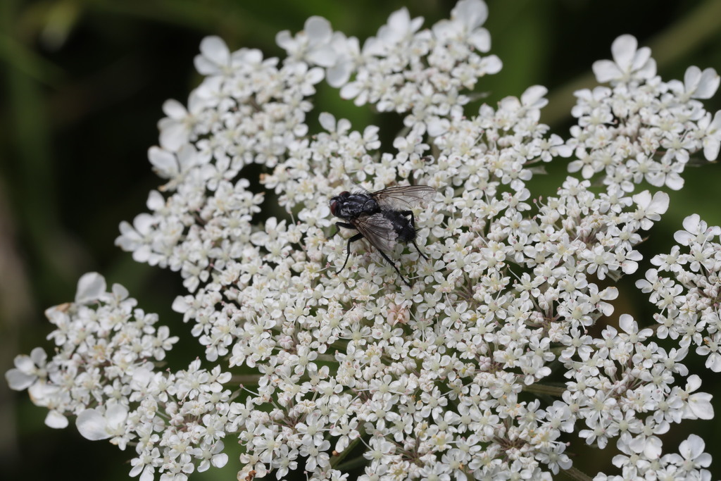 Brachicoma devia