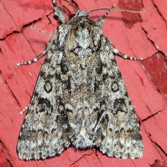 Acronicta impressa