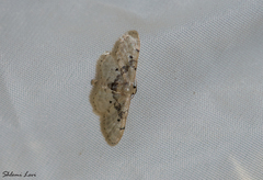 Idaea intermedia