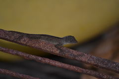 Anolis sagrei