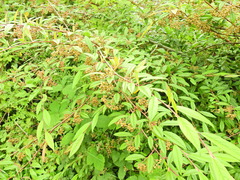 Cotoneaster salicifolius