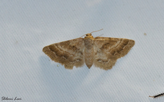 Idaea inclinata