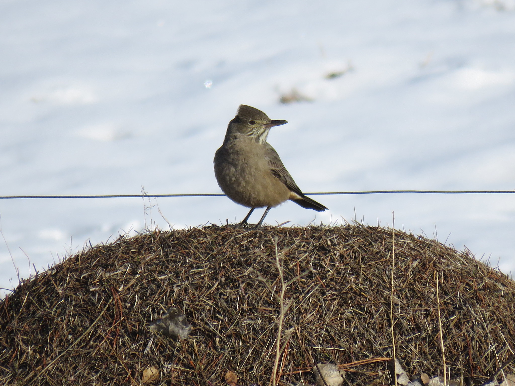 Great Shrike-Tyrant (Agriornis lividus)