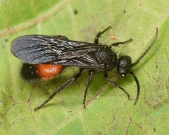 Dasymutilla nigripes