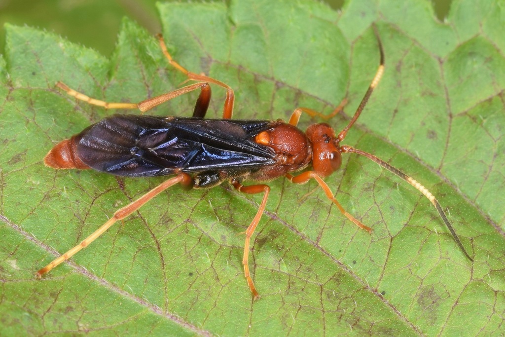 Trogomorpha trogiformis