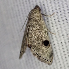 Abablemma brimleyana