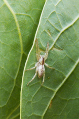 Arachosia praesignis