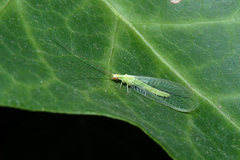 Chrysoperla externa