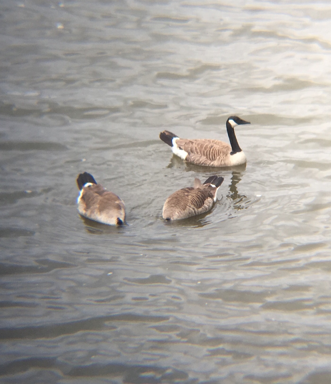 Canada Goose