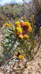 Leucospermum parile
